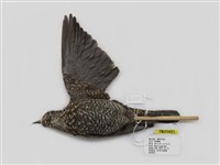 藏品(藍磯鶇)的圖片